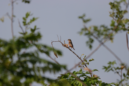 Ruddy-breasted Seedeater