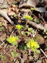 Chrysosplenium pilosum