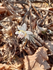 Eranthis stellata
