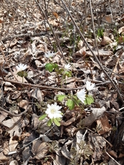 Anemonoides raddeana