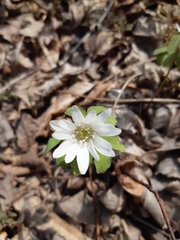 Anemonoides raddeana