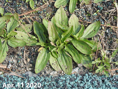 Plantago asiatica