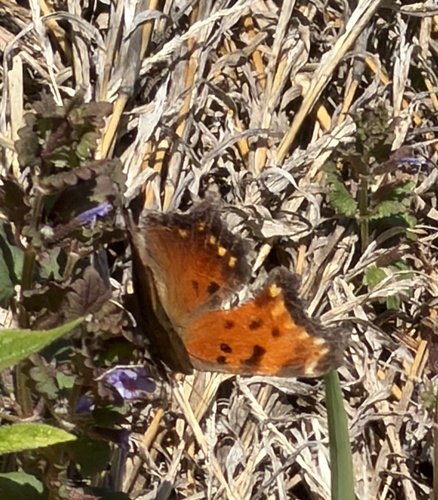 Gray Comma