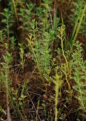 Proserpinaca pectinata