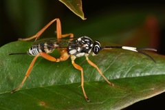 Lymeon orbus