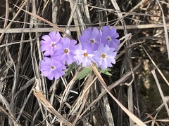 Phlox oklahomensis