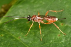 Diapetimorpha
