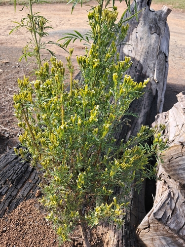 wild marigold