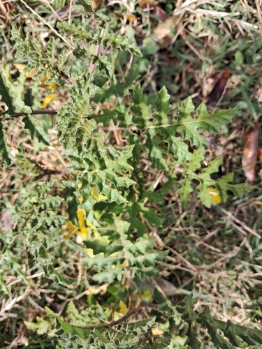 Red Buffalo-bur