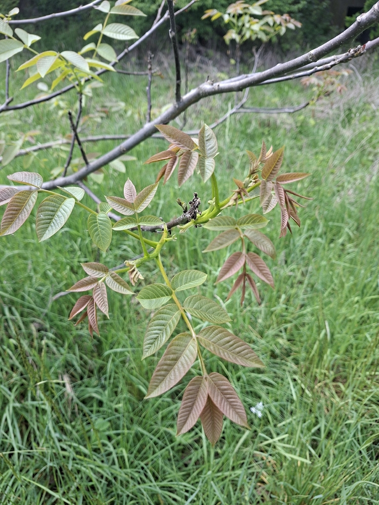 Persian walnut from Břehy, Česko on May 22, 2026 at 02:11 PM by Jan ...