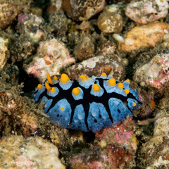 Phyllidia picta