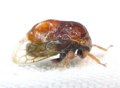Xantholobus muticus