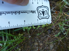 Alchemilla occidentalis