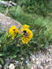 Bombus bifarius