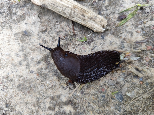 Didysis arionas