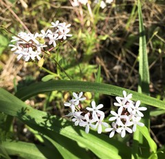Valerianella ozarkana