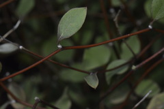 Olearia fragrantissima