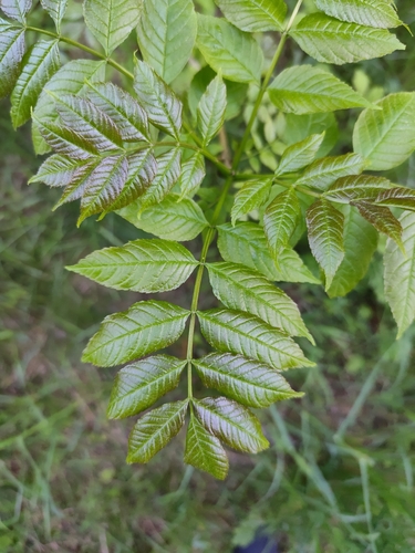 Paprastasis uosis
