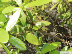 Daphnopsis racemosa