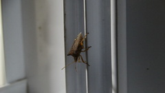 Pentatomidae