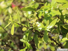 Daphnopsis racemosa
