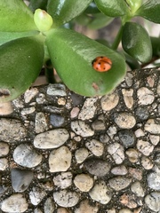 Coccinella septempunctata