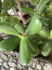 Coccinella septempunctata