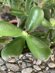 Coccinella septempunctata