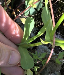 Valerianella ozarkana