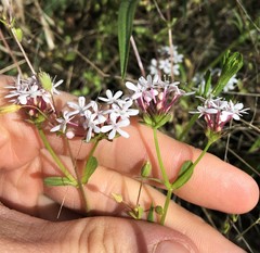 Valerianella ozarkana