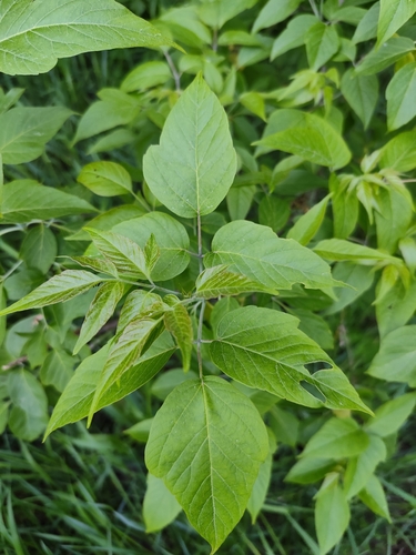 Uosialapis klevas