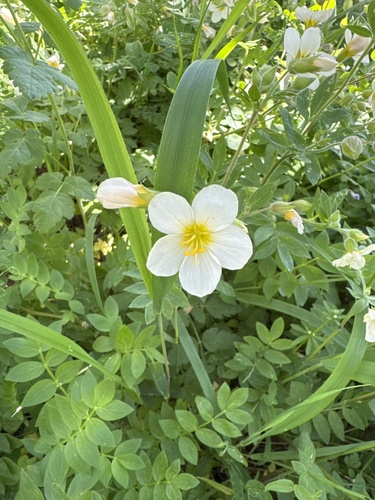 Polemonium carneum, photograph 3