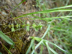 Alchemilla occidentalis