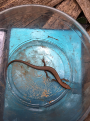 Scincella formosensis