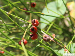 Ephedra tweedieana