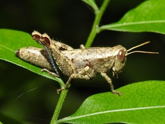 Phaulotettix