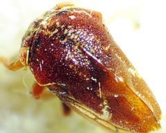 Xantholobus muticus