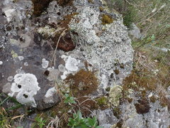 Tephromelataceae
