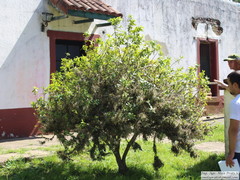 Daphnopsis racemosa