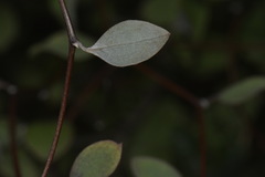 Olearia fragrantissima