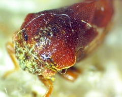 Xantholobus muticus