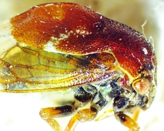 Xantholobus muticus