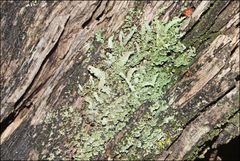 Cladonia rigida