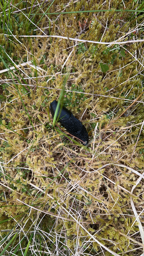 Black Slug