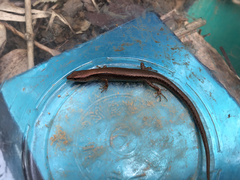 Scincella formosensis