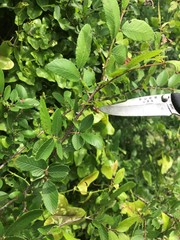 Cryptocephalus guttulatus