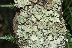 Flavoparmelia rutidota