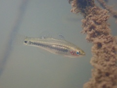 Hypseleotris cyprinoides