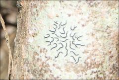 Halegrapha mucronata