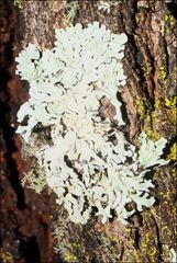 Hypogymnia subphysodes